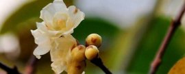 石莲花的功效与作用，可美容养颜还能防辐射