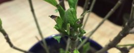 月见草的功效与作用：祛风湿强筋骨