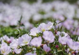 怎样使月见草多开花