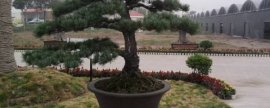 虎头兰和大花惠兰区别