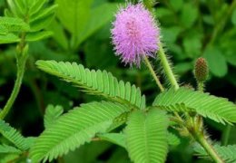 盆栽五针松根部的白色薄膜状是什么