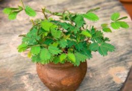 含羞草要怎么种植，含羞草需要每天浇水吗(夏季需要)