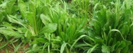 金虎仙人球养殖：浇水 温度 光照要控好