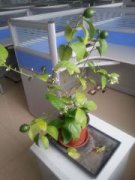 玉米百合的种植方法和时间