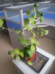 玉米百合的种植方法和时间