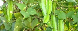 丁香树苗如何种植方法