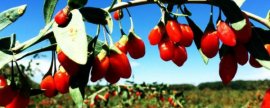 栀子花黄叶掉花苞是什么原因