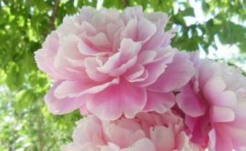 生石花开花后还能活吗
