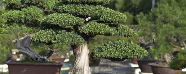 万年青开花预兆什么