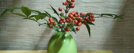 怎样栽培管理好昙花