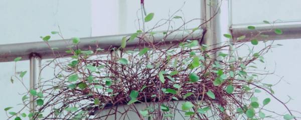 鸭掌木能放在卧室里养吗?