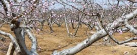 盆栽大花蕙兰养护