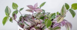 罗汉松发芽季节，大概在春冬两季发芽