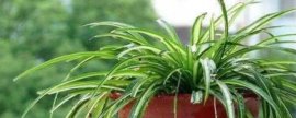 火炬花怎么浇水