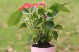 昙花和令箭荷花有何异同，选栽哪个种好