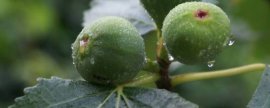 生石花蜕皮要怎样浇水：断水