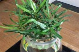 火炬花怎么养才能开花