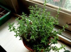 梅花什么时候长花苞，一月下旬长花苞