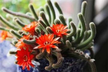 如意皇后花是高档花吗