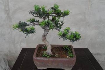 无花果的功效与作用