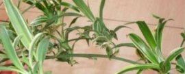 火炬花的养殖方法