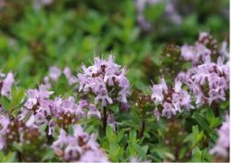 生石花品种简介：常见石生花养殖品种介绍