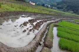 小葱种植时间和种植方法介绍