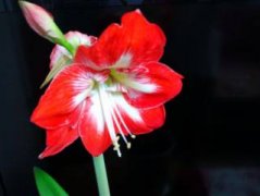 生石花、棒叶花怎样养护