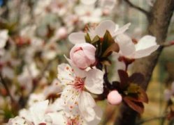 双色茉莉叶子发黄怎么办，增强光照并更换盆土