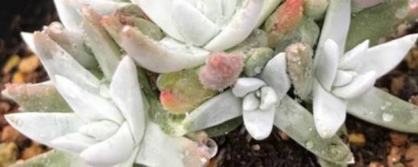 金银花冬天落叶吗