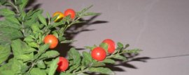 无花果种植条件，肥沃土壤环境温度