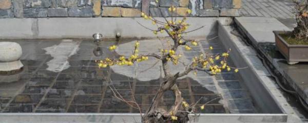 金银花秋季如何剪枝