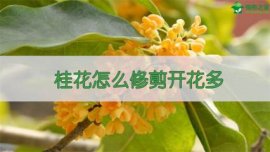 盆栽桂花的矮化方法