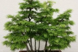 盆景金钱松的养护方法，5个技巧让金钱松枝繁叶