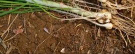 小根蒜种植方法和时间