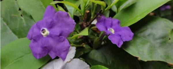 在阳台上荷花不开花怎么办，四个解决方法让其正常开花