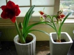 瑞香红苹果品种介绍
