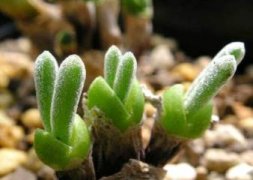 芍药花怎么养：生长期不能积水