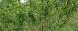 珍珠和米叶罗汉松区别