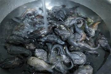 橡皮树又细又高怎么办，短截摘心追施肥料