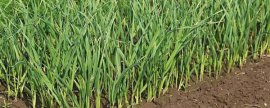 怎样使代代不落花、不落果
