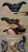 罗汉松种在家里禁忌
