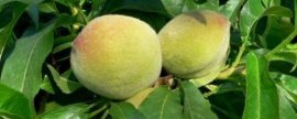 苹果种类及介绍