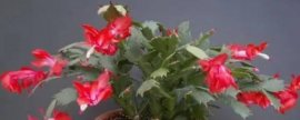 桂花糕怎么做