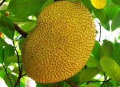 凤仙花的种植及养护方法