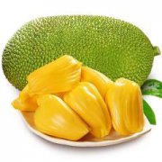 橡皮树的修剪方法图解，摘心控高整形抹芽