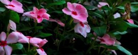盆栽代代花养护有哪些要点