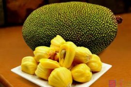 怎么养蟹爪兰长得快