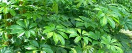 何氏凤仙花有毒吗