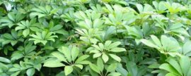 香水百合开花后怎么处理还能再开花